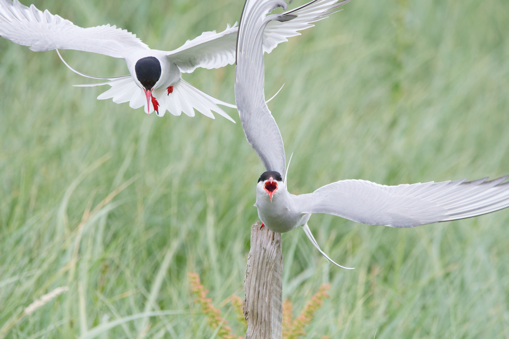 Arctic Tern